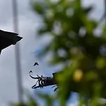 펜션 Il Drago Al Roseto Del Drago *