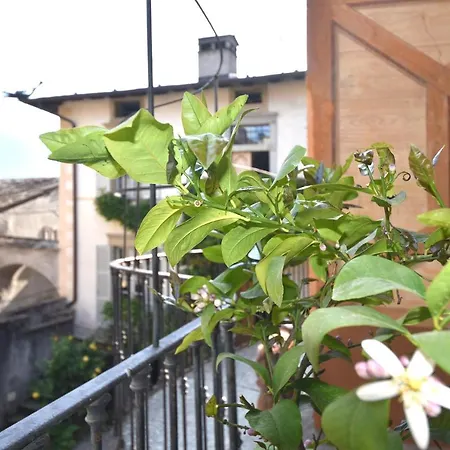 Il Drago Al Roseto Del Drago
